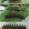 melit phoebe larva5 volg